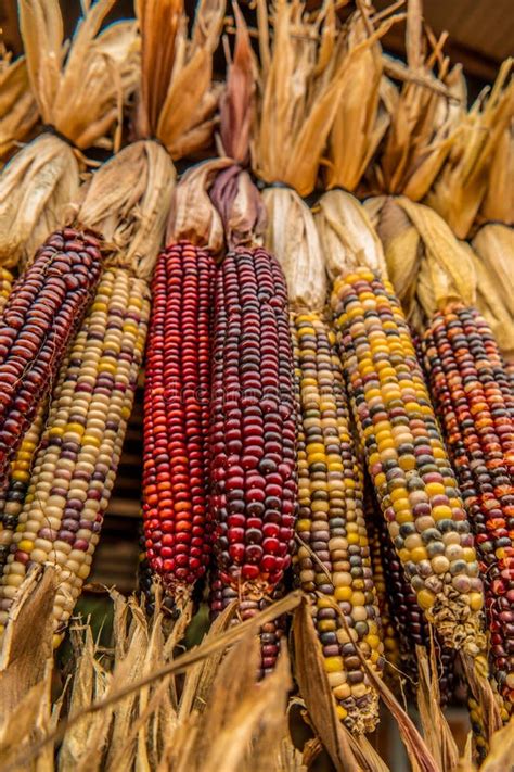indian colored corn hanging stock image image  kernel corn