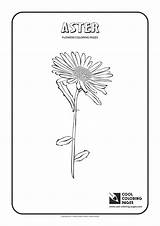 Coloring Aster Pages Cool Print sketch template