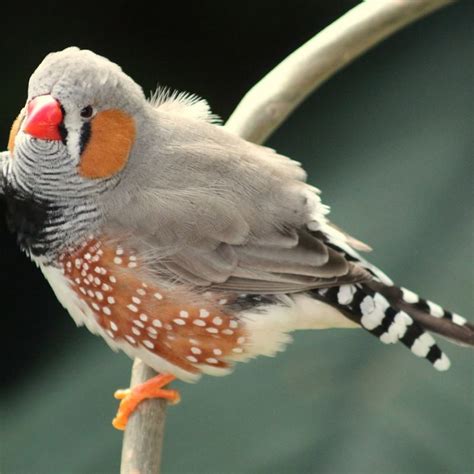 bird feeders  finches check   favorites