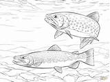 Trout Coloring Pages Brown Fish Rainbow Drawings Drawing Brook Printable Supercoloring Fishing Trouts Saltwater Colouring Color Adult Wonderfully Template Kids sketch template