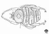Goliath Beetle sketch template