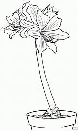 Amaryllis Coloring Hippeastrum Flower Pages Drawing Printable Supercoloring Getdrawings Flowers Choose Board sketch template