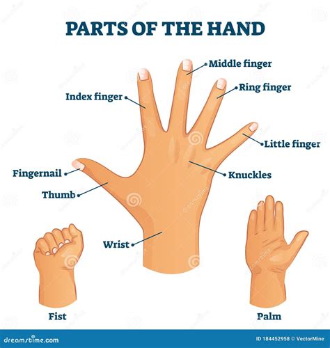 parts   hand vocabulary vector illustration stock vector illustration  info human