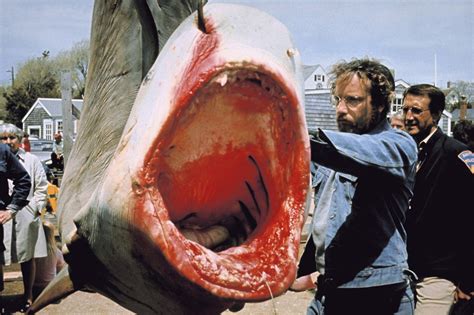 jaws made people so afraid of sharks scientists say