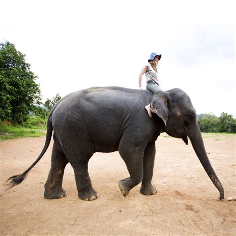 ride an elephant unforgettable things to do before you die popsugar