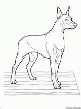 Disegni Cani Colorare Doberman sketch template