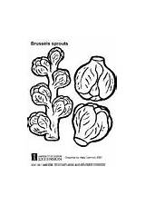 Coloring Brussels Sprouts Coloriage Sprout Bruxelles Choux Pages Brussel Clipart Aubergine Tomate Edupics Library Popular Printable Large sketch template