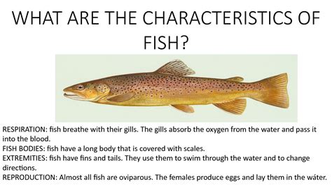 calameo    characteristics  fish