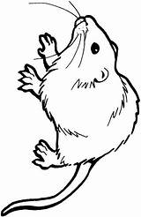 Rat Kangaroo Flushed Rabbit sketch template