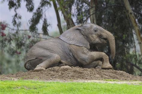 elephants nose   smelling    mammals upicom