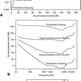 representation  loudness   auditory cortex