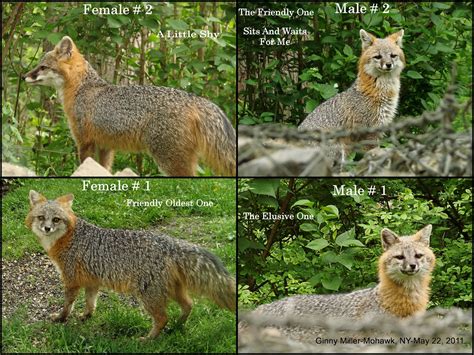photography  ginny gray foxes males  females skunk