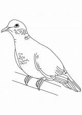 Dove Coloring Turtle Mourning Pages Doves Outline Drawing Peace Pigeon Clipart Clip Printable Library Getdrawings Getcolorings Print Color Popular Outlines sketch template