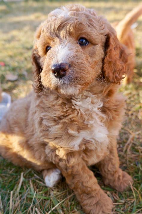 red goldendoodle puppies  sale california pudding