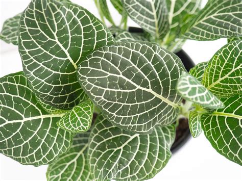 Best Indoor Plants for Clean Air