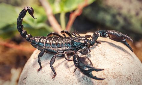 drug delivery   brain  scorpion venom epr