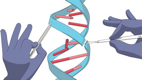 mysm prolongs lifespan  regulating dna repair lifespanio