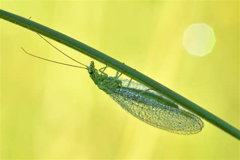 gruene florfliege  foto bild tiere wildlife insekten bilder auf