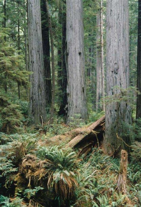 Water Conservation Could Mean Fewer Redwood Trees Local