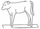 Calf Calves sketch template