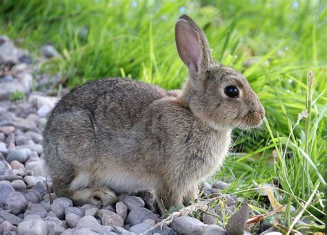 fast facts rabbits  hares  north america  wildlife