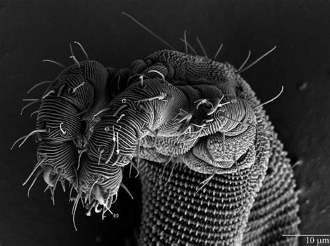 Smithsonian Insider New Dragon Like Mite Found In Ohio Is Gentle