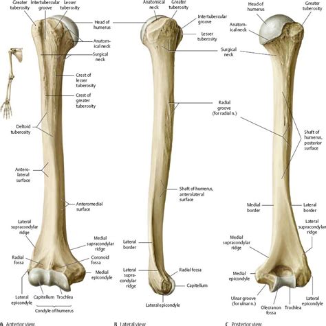 anterior view  humerus bone anatomy  posterior view  humerus