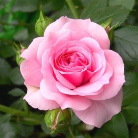 buy rose baby pink plant  india  cheap price  plantsgurucom