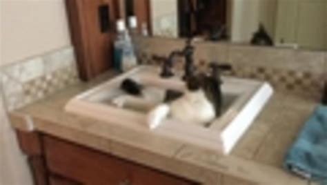 cat turns on sink to take drink jukin licensing