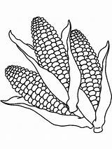 Corn Coloring Pages Vegetables Color sketch template