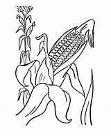 Jagung Corn Mewarnai Harvest Padi Tumbuhan Kolase Tanaman Memetik Populer Sketsa Mewarnaigambar Putih Andika Biji Coloringhome Diwarnai sketch template