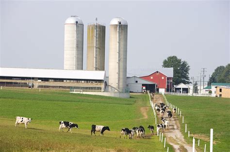 active dairy farms  dwindled  number    dairy herd    highest level