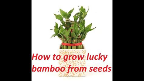 grow lucky bamboo  seed  care lucky bamboo bamboo