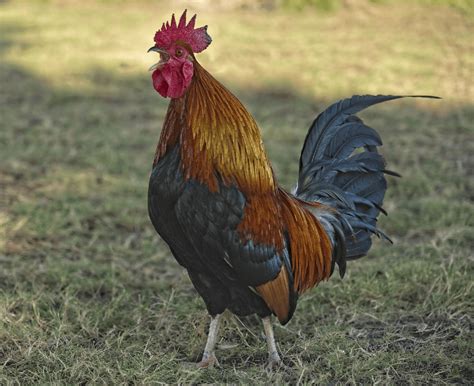 ways  stop  rooster  crowing excessively pet keen
