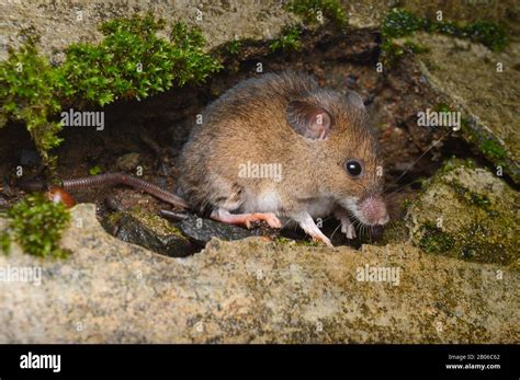 indian field mouse full body view  mus booduga western ghats