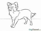 Chihuahua Malvorlage Pound sketch template