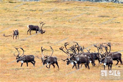 porcupine caribou herd northern canada stock photo picture