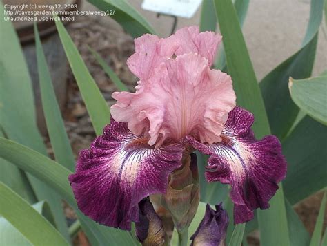 Plantfiles Pictures Tall Bearded Iris Cupid S Arrow