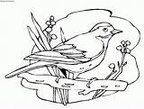 Pajaros Dibujos Colorear Para Google Pájaro Con Buscar Guardado Aves Desde Ve sketch template