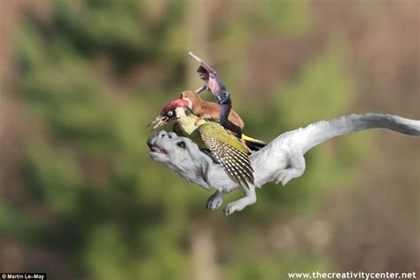interesting green weasel photographed riding on a woodpecker s back