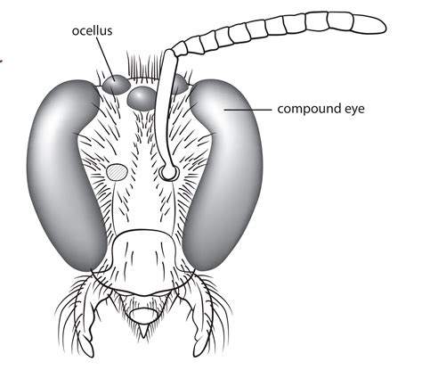 bee biology — museum of the earth