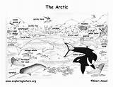Tundra Habitat Artic Alaska Books Hibernating Exploringnature Tern sketch template