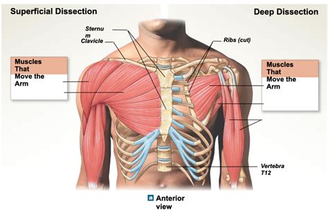 human chest muscles diagram   develop  man  pectorals
