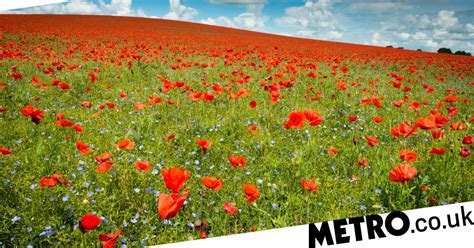 When Should You Start Wearing A Poppy For Remembrance Day Metro News