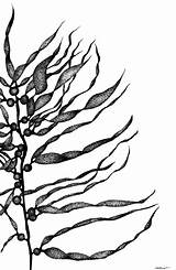 Kelp Drawing Forest Drawings Seaweed Bull Getdrawings Paintingvalley Choose Board Google Etsy sketch template