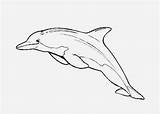 Dolphin Coloring Pages Kids Bottlenose sketch template