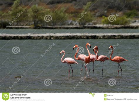 wild flamingos  curacao stock photo image  tropical