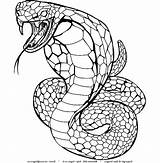 Cobra Snake Coloring Pages King Drawing Kids Realistic Rattlesnake Printable Color Viper Poison Spurt Animal Clipart Colouring Print Serpientes Dibujos sketch template