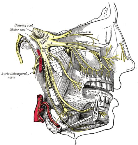 cranial nerves boundless anatomy and physiology