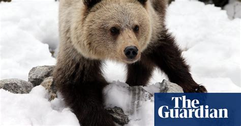 the week in wildlife in pictures environment the guardian